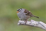 White-crowned Sparrowborder=